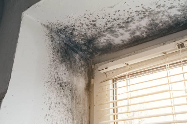 Affordable Hvac And Air Duct Mold Remediation solutions in Benson, MN